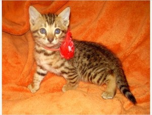 Bengal Kittens for Exceptional Owners, TICA reg