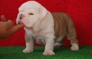 English Bulldog puppies for a new home.