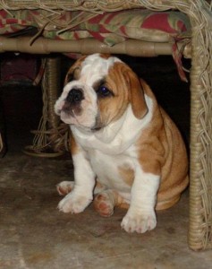 Adorable English Bulldog puppies.