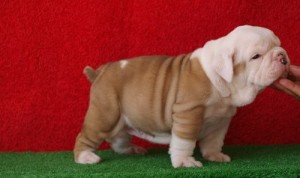 Adorable English Bulldog puppies for sale.