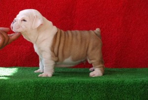 Adorable English Bulldog puppies for adoption.