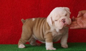 Adorable English Bulldog puppies ready now.