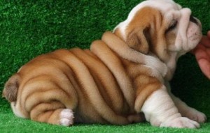 Male and Female English bulldog  Puppies