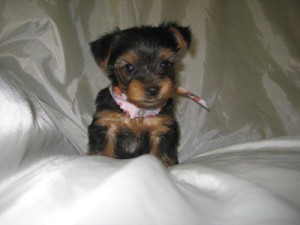 today tea cup yorkie puppies for Free adoption (USA)