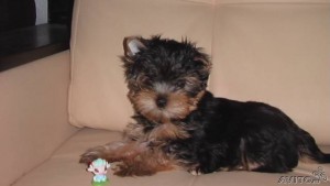 Well Trained Teacup Yorkie Puppies For Adoption