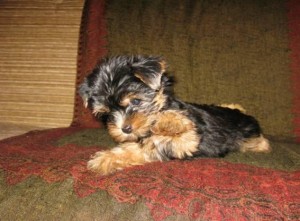 Adorable Didi ready to go home to loving &amp; kind family.