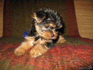 sweet Yorkshire Terrier puppies for adoption