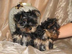 Male and Female Yorkshire Terrier puppies.