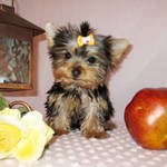 They Are So Beautiful,Yorkshire Terrier puppies