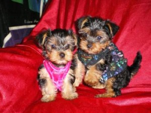 I have Lovely Tea Cup Yorkshire Terrier puppies