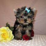 Two gorgeous Yorkshire Terrier puppies remaining for adoption,