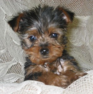 Fabulous TinyYorkshire Terrier puppies