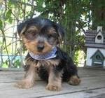 Akc register Yorkshire terrier babies available for Adoption.