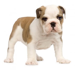 Magnificent Akc English bulldog Puppies Ready For Free Adoption