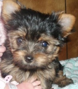 Healthy well trained tea cup Yorkshire Terrier puppies available!!