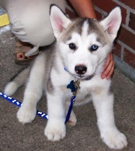 GREY AND PURE WHITE PURE BREED 12WEEKS OLD SIBERIAN HUSKY PUPPIES