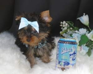 Two Cute And Lovely Yorkie Puppies