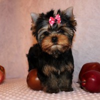 lovely yorkie puppies