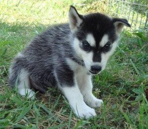 adorable siberian husky puppies for adoption