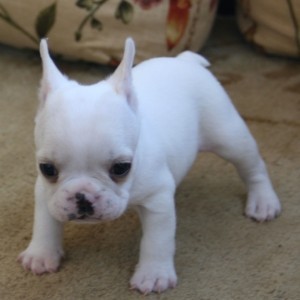 Beautiful and lovely French Bulldog Puppies for adoption