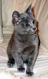 Cute male and female Russian blue kitten for re-homing