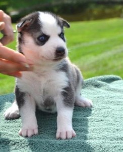 good and adorable siberian husky puppies for adoption