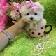 Excellent Maltese puppies for a better home