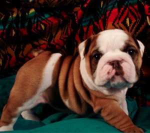 Stunning,Litter of Self Whelped English Bulldog Puppies