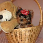 Male And Female Yorkshire Terrier puppies For Adoption