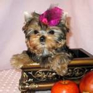 Gorgeous Yorkshire Terrier puppies