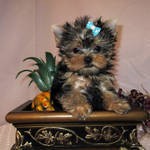 Our! Yorkshire Terrier puppies are socialized