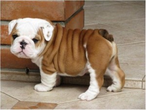 Male and Female English Bulldog puppies