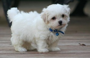 Two Teacup maltese Puppies for Adoption