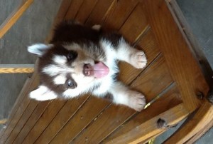 Uncompromising Toy blue eyed Siberian husky Pups