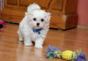 ADORABLE MALTESE PUPPIES FOR ADOPTION.