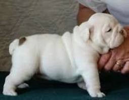 ? ? ?!!! WHITE AND BROWN ENGLISH BULLDOG PUPPIES FOR HOME ADOPTION NOW !!!!!! CONTACT US FOR MORE DETAILS