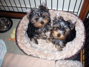 _TWO LOVELY TEA CUP YORKIE PUPPIES FOR ADUPTION _