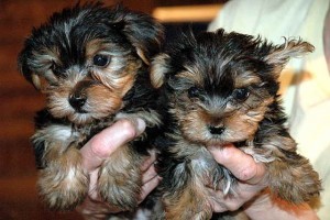 Nice looking Teacup Yorkie puppies ready for adoption