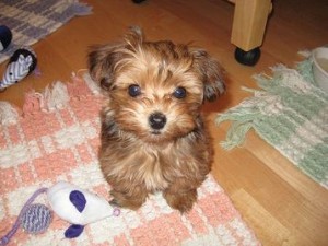 !!!!!SMART &amp; BRILLIANT PARTY TEACUP YORKIE PUPPIES AVAILABLE TO PET LOVING HOMES!!!!