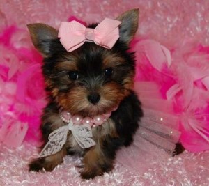 Male and female yorkie puppies for adoption