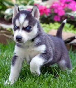 Cute Siberian Husky Puppies.