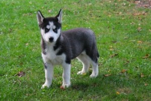 Nice 12 weeks old male Siberian Husky for sale! He is very friendly