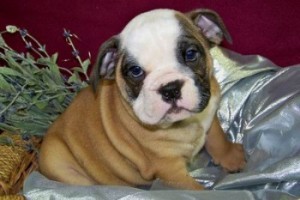 Lovely Well Train English Bulldog puppies for adoption now