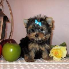 Healthy tinny cute teacup yorkie puppies for free adoption