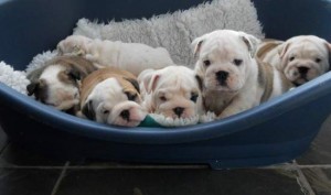 Adorable English Bulldog Puppies for Sale