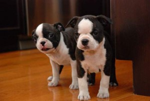 Male and Female Boston Terrier Puppies for Sale