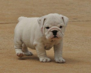 The Most Healthy and Beautiful english bulldog puppies