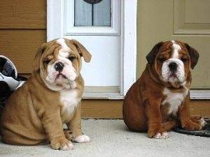 Good loving English bull dogs for sale