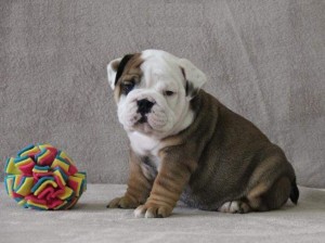 Adorable English Bulldog puppies for adoption