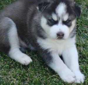 Blue Eyes Siberian Husky Puppies Ready For Adoption